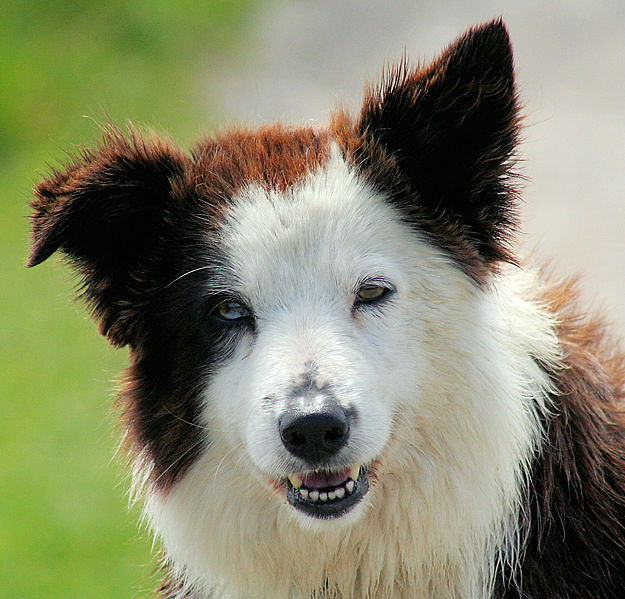Border Collie.