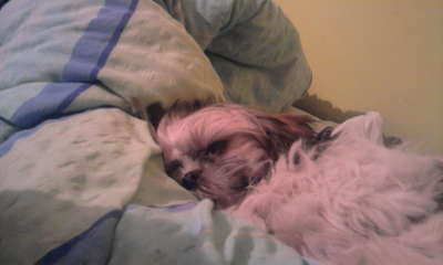 Maja ;** 