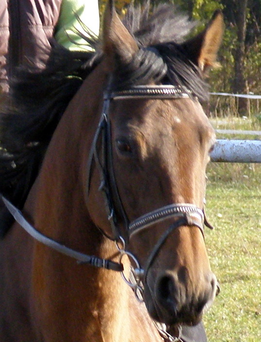 Pysia