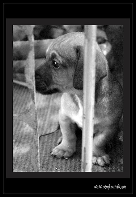 Piesio :  **
