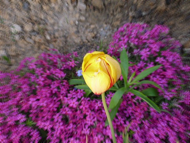 TuliPan?