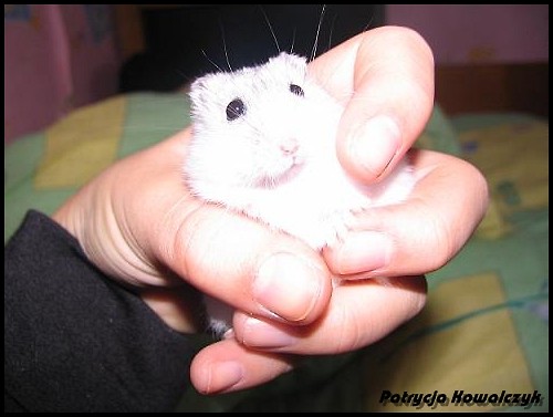 Chomyk 