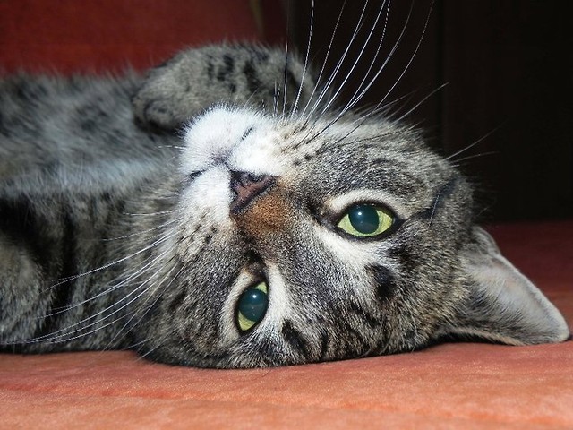 Kicia again :)