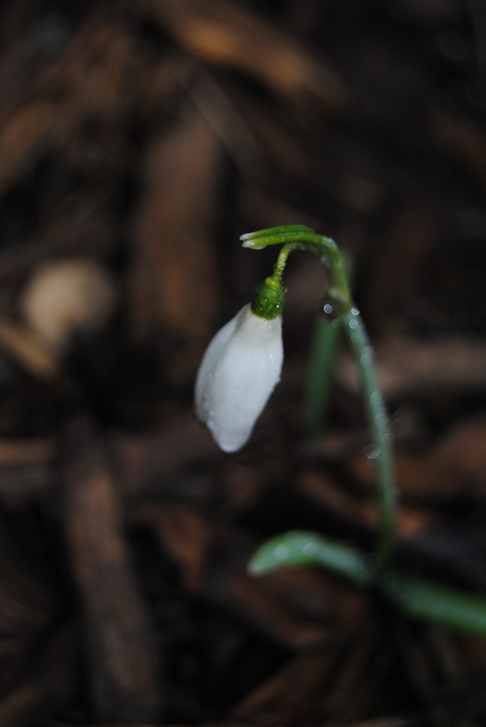 Snowdrop...