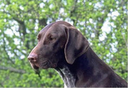 my dog