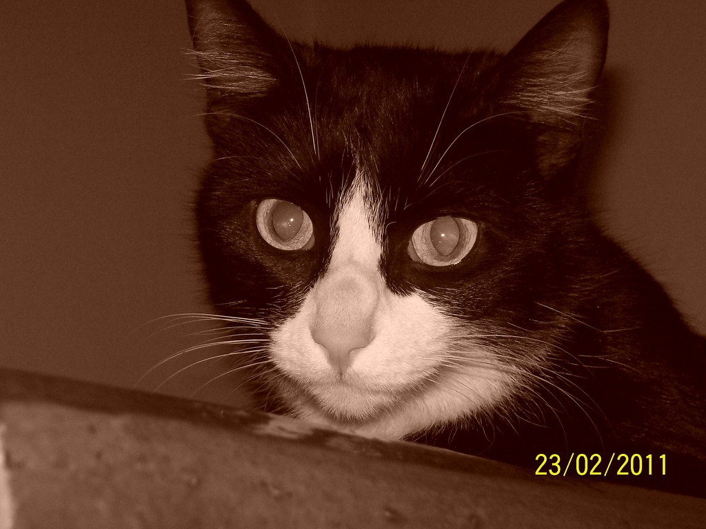 Moja kocia  pikno :)