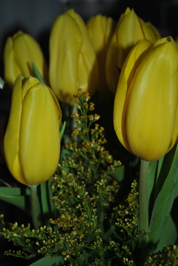 tulipany