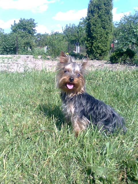 Pindol ;*