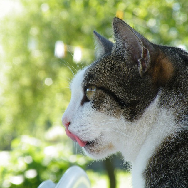 Zocha