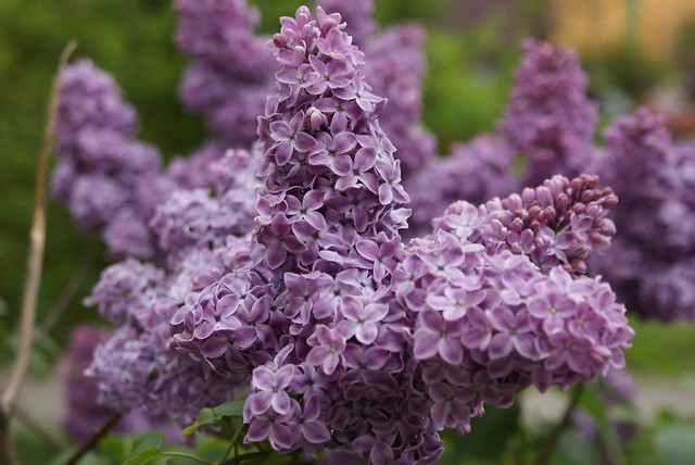 flower.