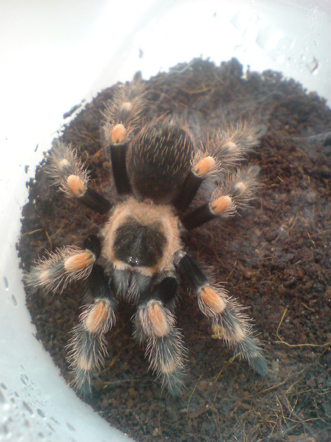 Brachypelma smithi