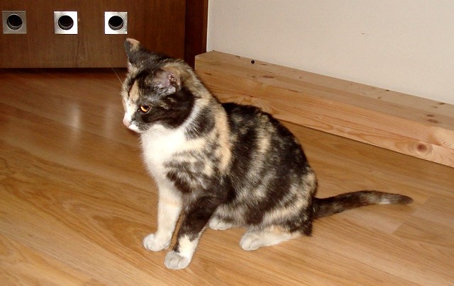 dulita