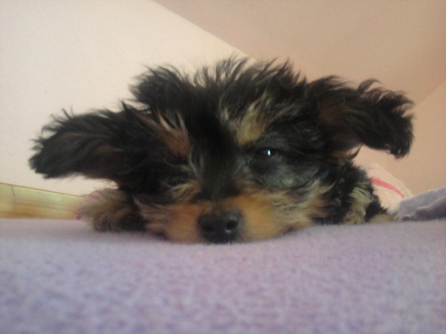 Mj may piesek ;D