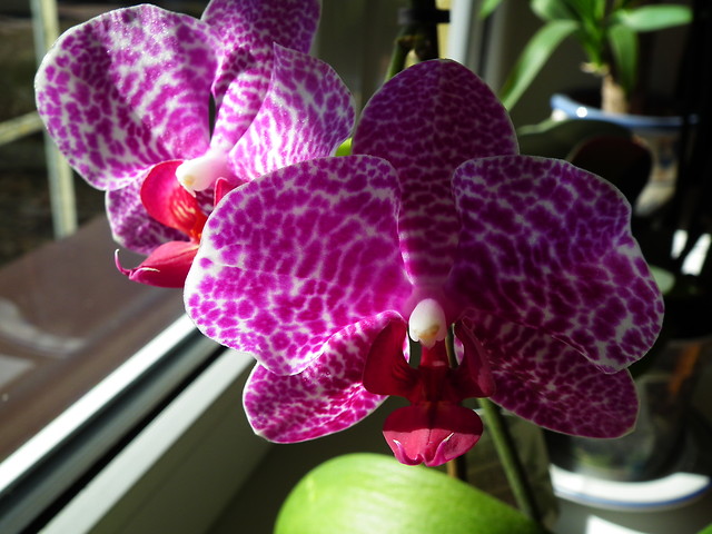 Phalaenopsis