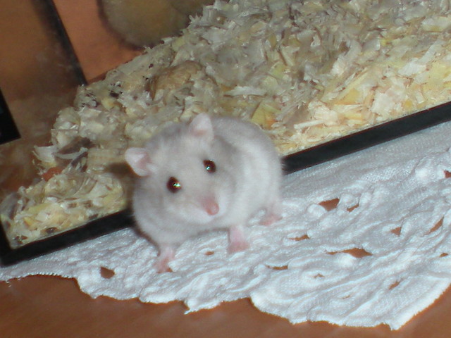 Leonardo :)