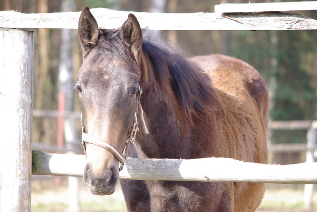 ^^Hanka^^