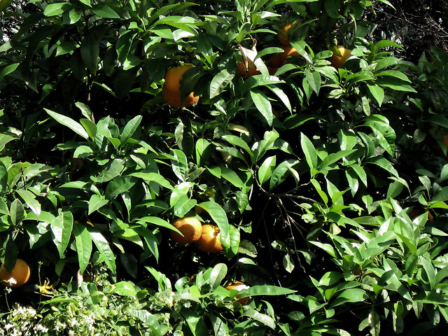 Pomaracze