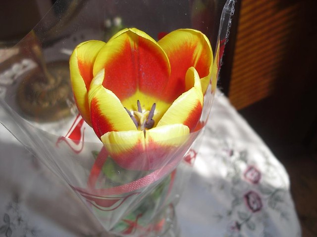 Tuli Pan tulipana ? ;>