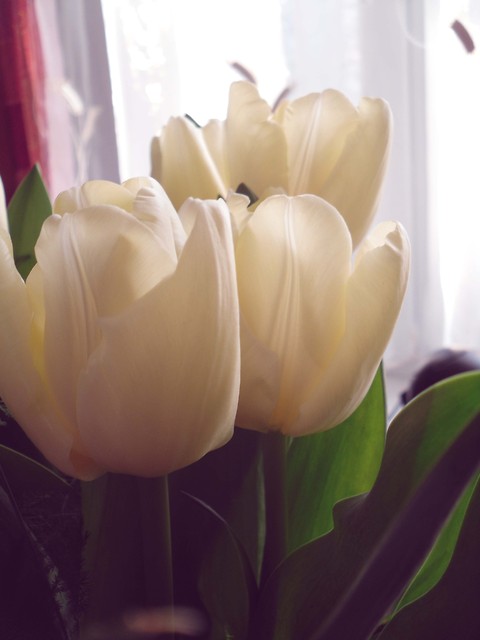 tulipany ;) 