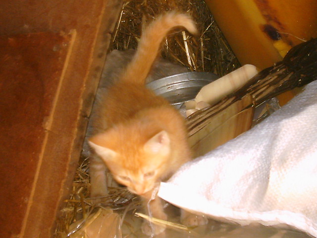 Kotek