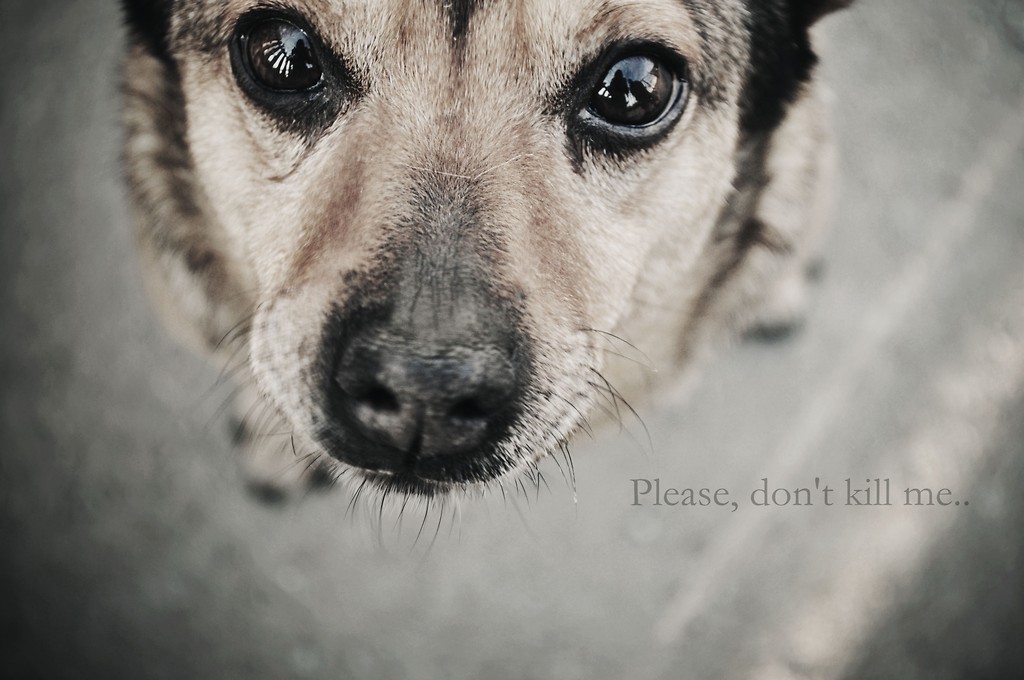 Please, don't kill me..