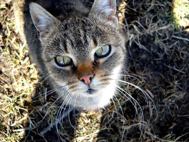 I love my cat!