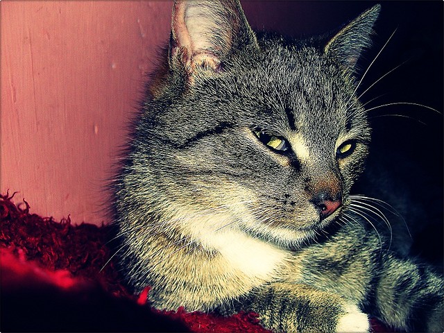 Mj Kotek ;* 