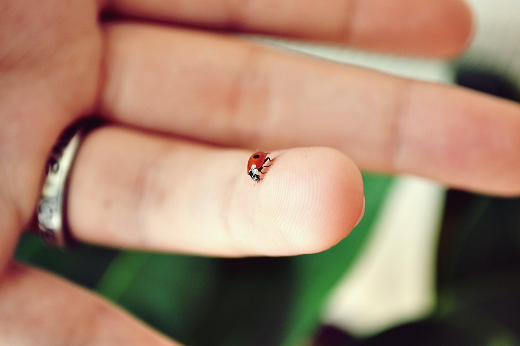 ladybug