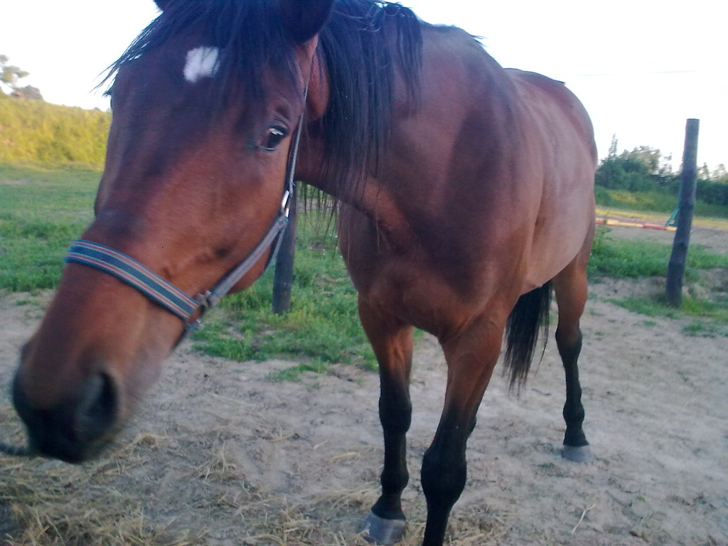 Hossa
