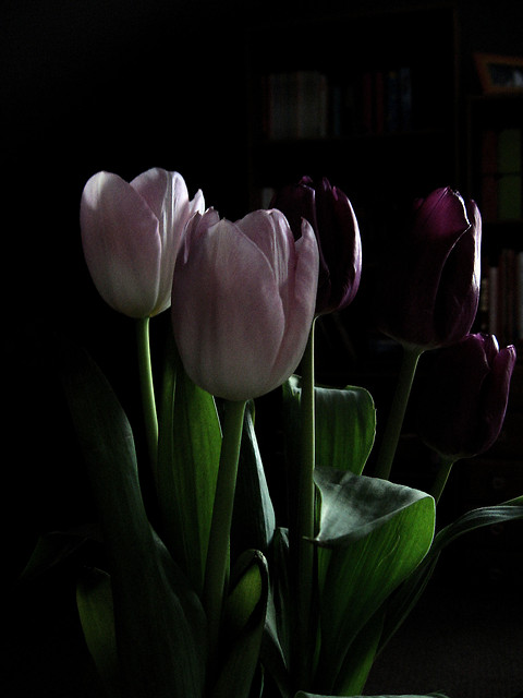 Tulipki