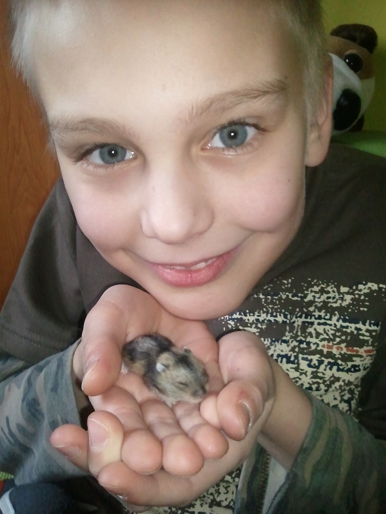 Hamsterki