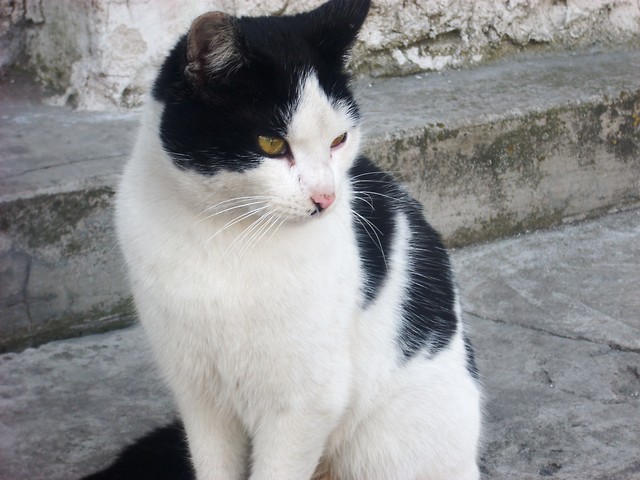 dekingofkets