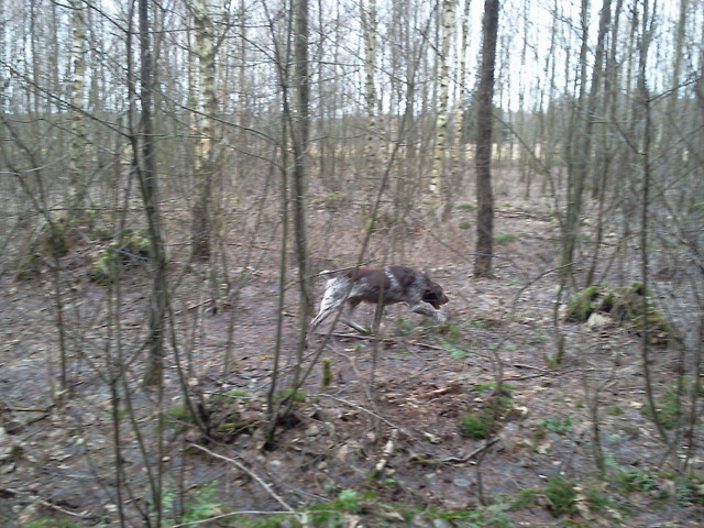 ny gog