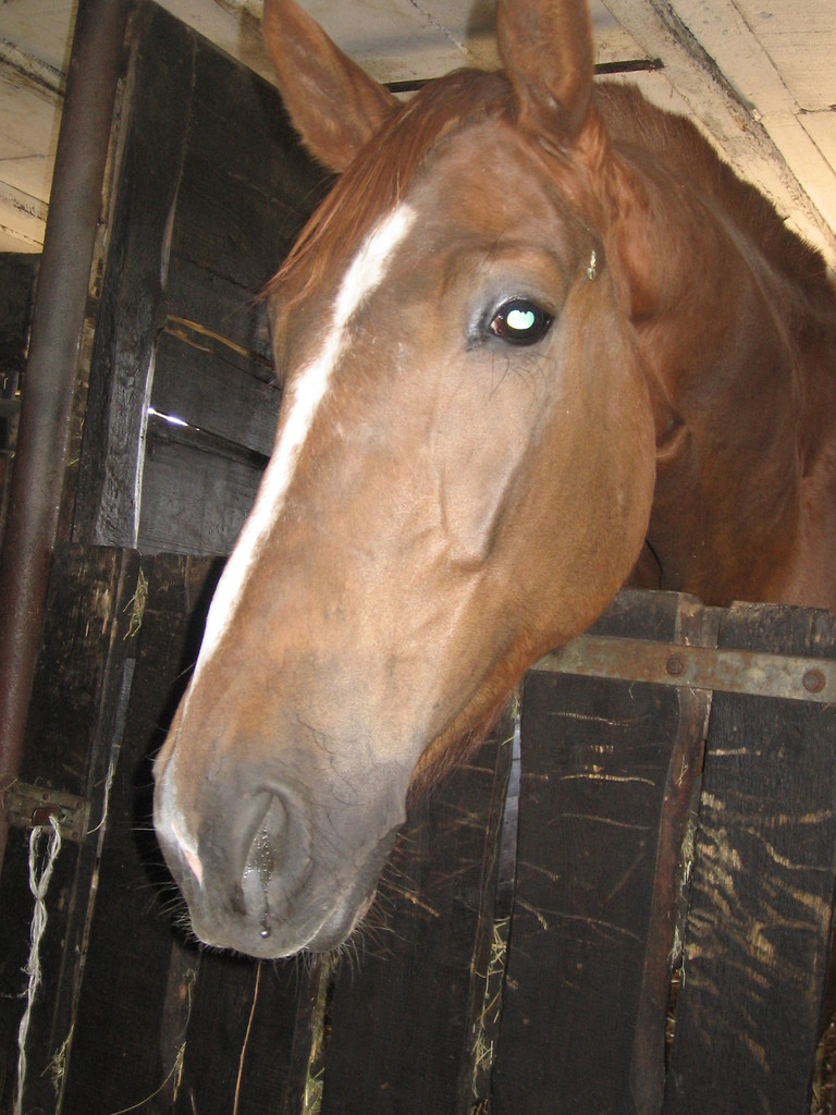Bialonoga