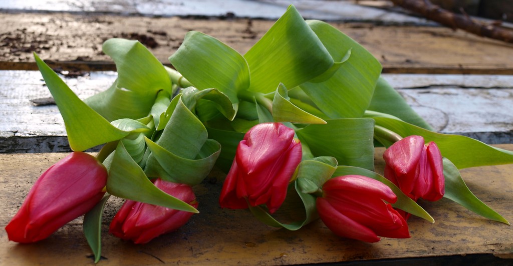 tulips