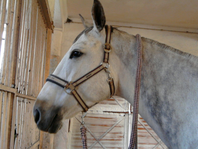 Misia :****