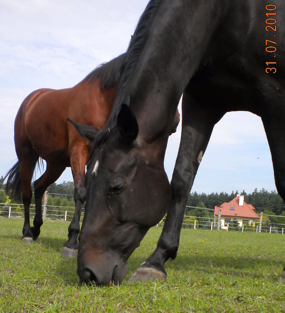 ^^Hamela^^