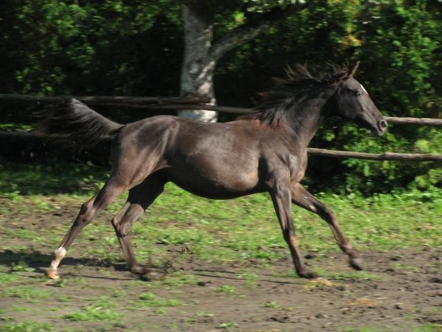Galop Oktawi