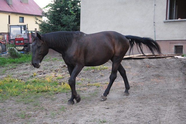 Korsa