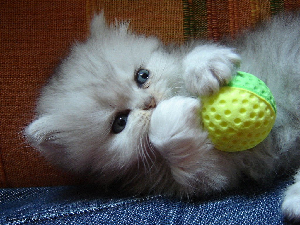persik. < 33