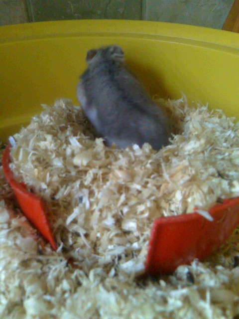 Puusio . ;*