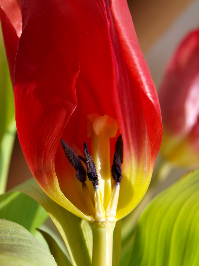 tulips