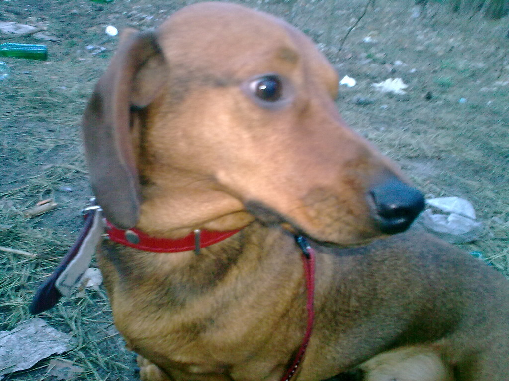 Moje kochanie