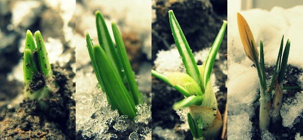krokus ; >