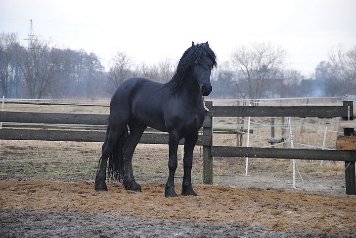 Syszyla
