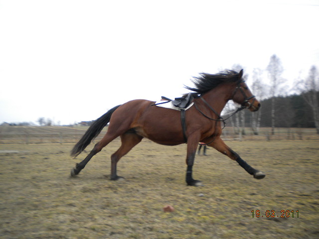 Alunia