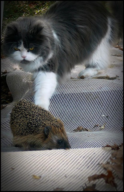 Friend