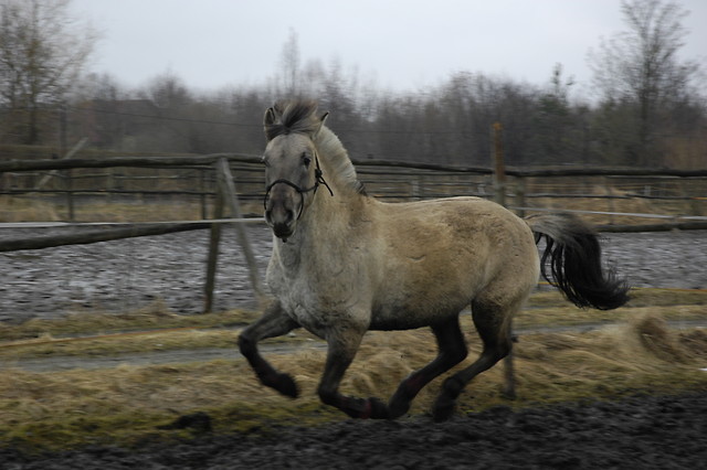 Torwar