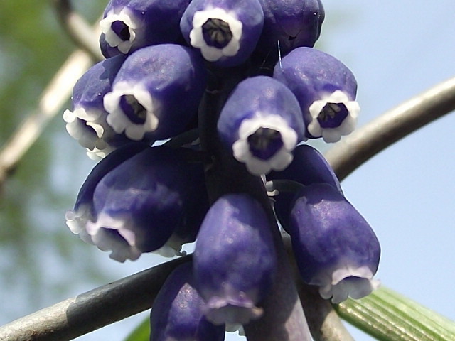 piekna wiosna
