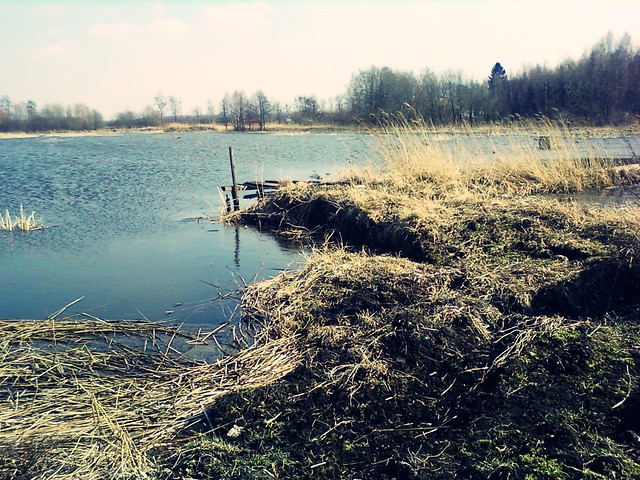 staw